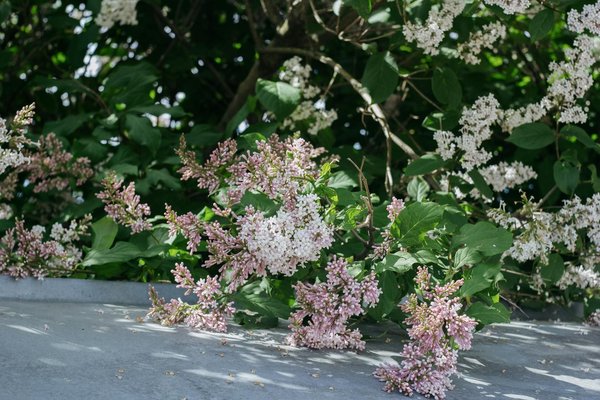 Les avantages et inconvénients de la bouilloire électrique en verre